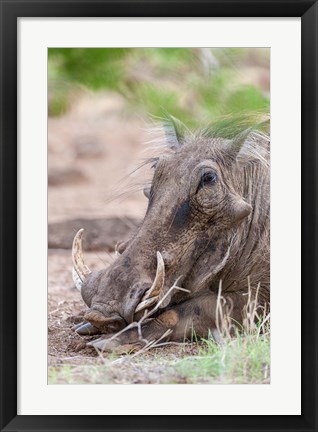 Framed Warthog, Tsavo-West, Kenya Print