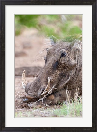 Framed Warthog, Tsavo-West, Kenya Print