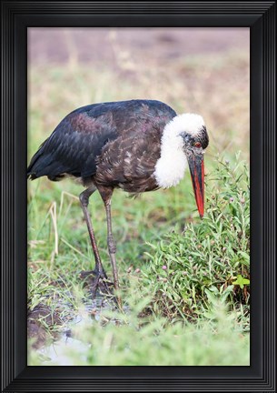 Framed Woolly-necked Stork foraging. Maasai Mara, Kenya, Africa. Print