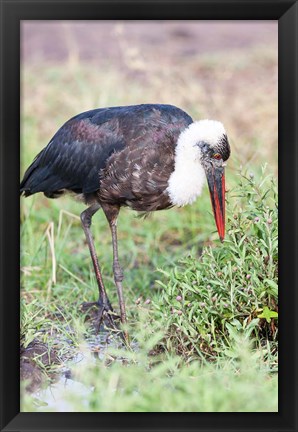 Framed Woolly-necked Stork foraging. Maasai Mara, Kenya, Africa. Print