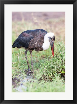 Framed Woolly-necked Stork foraging. Maasai Mara, Kenya, Africa. Print