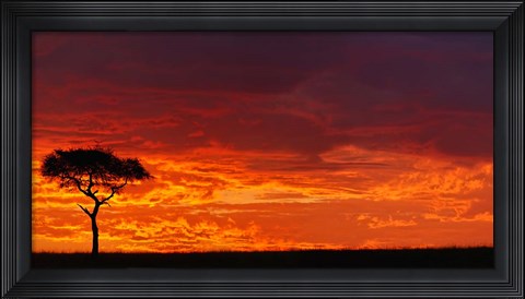 Framed Umbrella Thorn Acacia against a Red Sky, Kenya Print