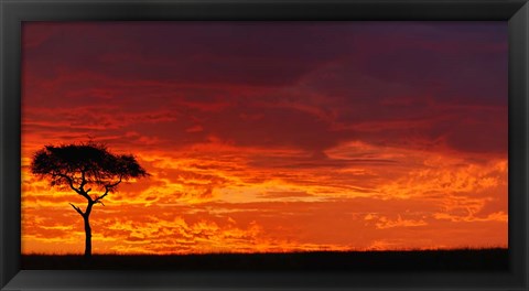 Framed Umbrella Thorn Acacia against a Red Sky, Kenya Print