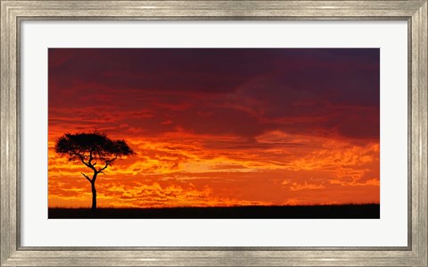 Framed Umbrella Thorn Acacia against a Red Sky, Kenya Print