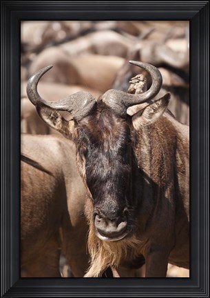 Framed White-bearded Wildebeest, Masai Mara Game Reserve, Kenya Print