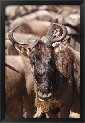 Framed White-bearded Wildebeest, Masai Mara Game Reserve, Kenya Print