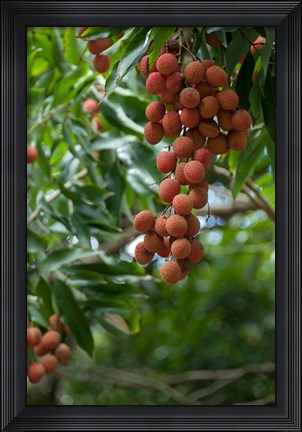 Framed Tropical Litchi Fruit On Tree, Reunion Island, French Overseas Territory Print
