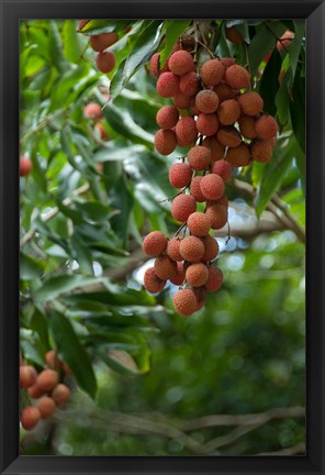 Framed Tropical Litchi Fruit On Tree, Reunion Island, French Overseas Territory Print