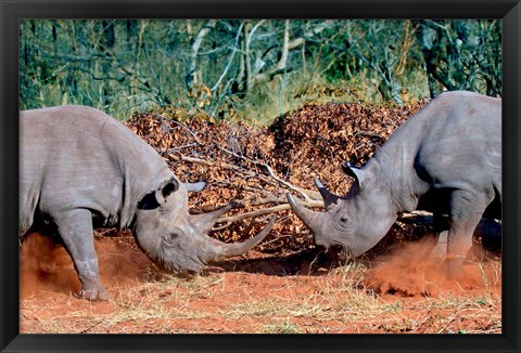 Framed White Rhino, Square Lipped Rhino, Kruger, South Africa Print