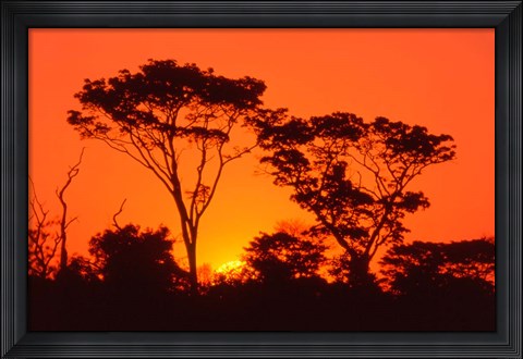 Framed Trees Silhouetted by Dramatic Sunset, South Africa Print