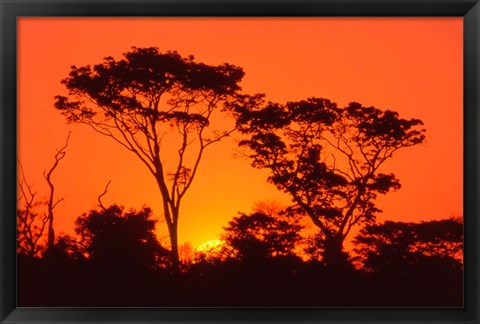 Framed Trees Silhouetted by Dramatic Sunset, South Africa Print