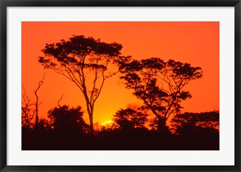 Framed Trees Silhouetted by Dramatic Sunset, South Africa Print