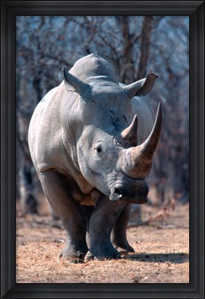 Framed White Square-Lipped Rhino, Namibia Print