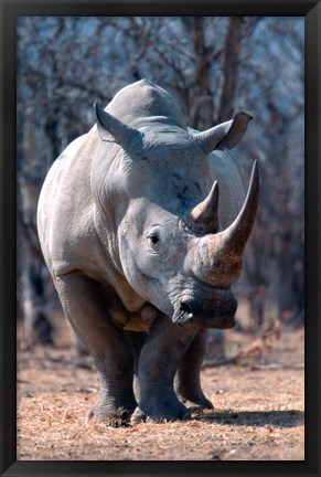 Framed White Square-Lipped Rhino, Namibia Print