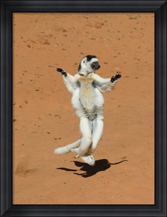 Framed Verreauxs Sifaka, primate, Madagascar Print