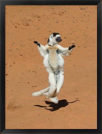 Framed Verreauxs Sifaka, primate, Madagascar Print