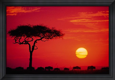 Framed Wildebeest Migration, Masai Mara, Kenya Print