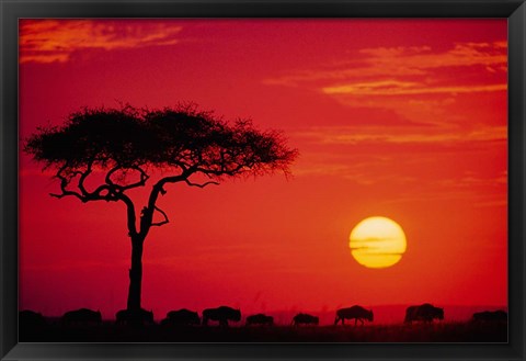 Framed Wildebeest Migration, Masai Mara, Kenya Print