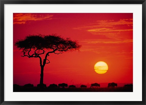 Framed Wildebeest Migration, Masai Mara, Kenya Print