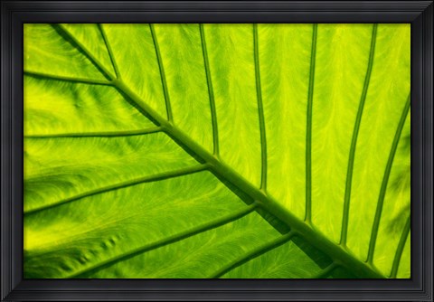 Framed Tropical foliage in Alexandria and the Amphitheater, Egypt Print