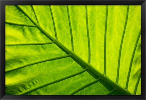 Framed Tropical foliage in Alexandria and the Amphitheater, Egypt Print