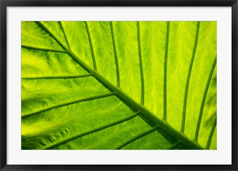 Framed Tropical foliage in Alexandria and the Amphitheater, Egypt Print