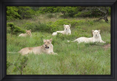 Framed Unique pride of cream colored African lions, South Africa Print