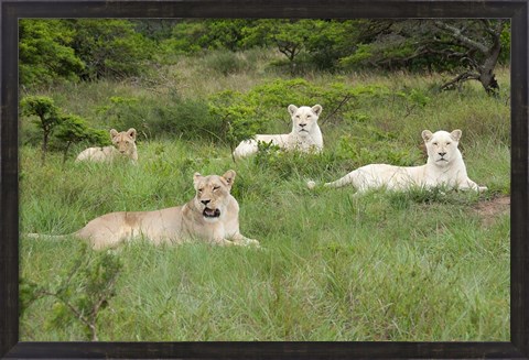 Framed Unique pride of cream colored African lions, South Africa Print