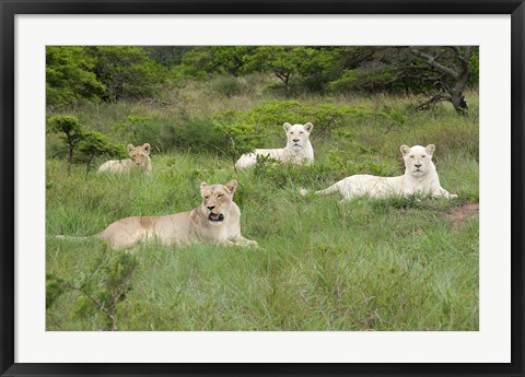 Framed Unique pride of cream colored African lions, South Africa Print