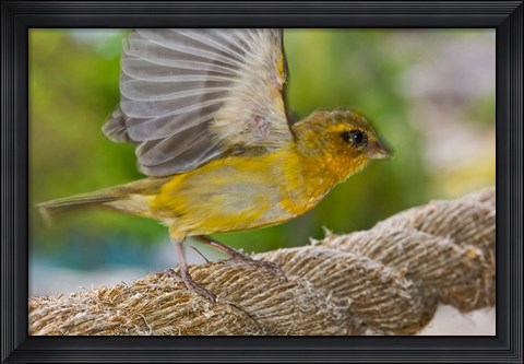 Framed Wild Bird on Fregate Island, Seychelles, Africa Print