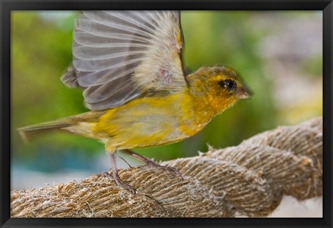 Framed Wild Bird on Fregate Island, Seychelles, Africa Print