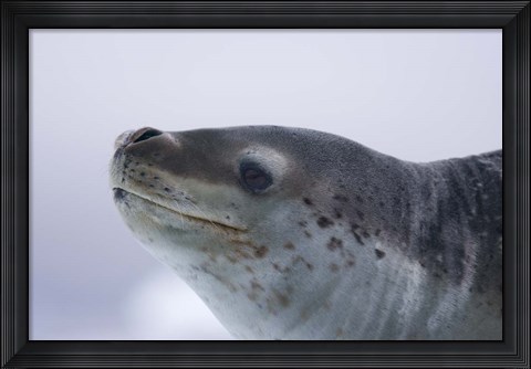 Framed Visitors Get Close-up View of Leopard Seal on Iceberg in Cierva Cove, Antarctic Peninsula Print