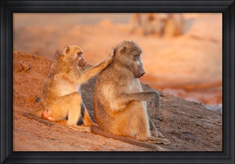 Framed Two grooming baboons, Senyati Safari Camp, Botswana Print