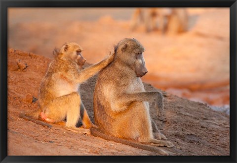 Framed Two grooming baboons, Senyati Safari Camp, Botswana Print