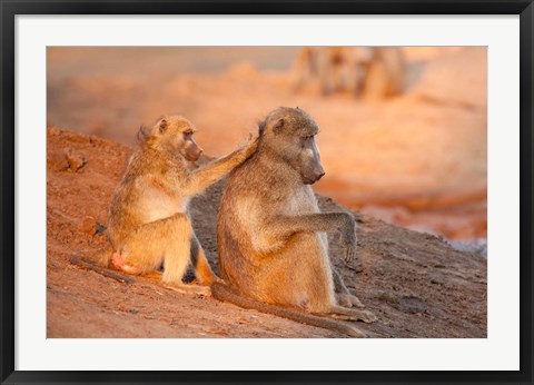 Framed Two grooming baboons, Senyati Safari Camp, Botswana Print