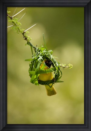 Framed Vitelline Masked Weaver, Samburu NP, Kenya Print