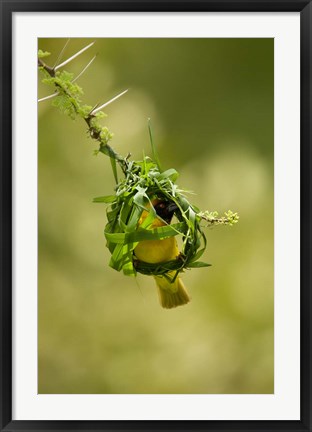 Framed Vitelline Masked Weaver, Samburu NP, Kenya Print