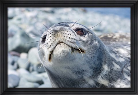 Framed Weddell Seal Resting, Western Antarctic Peninsula, Antarctica Print