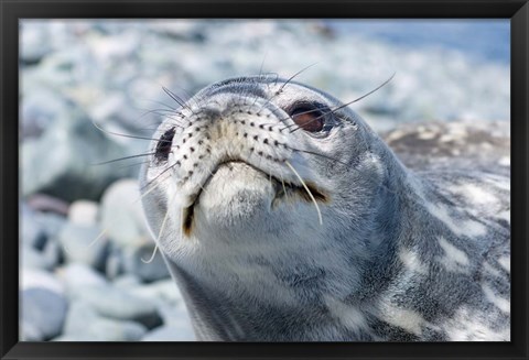 Framed Weddell Seal Resting, Western Antarctic Peninsula, Antarctica Print