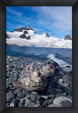 Framed Weddell seal, beach, Western Antarctic Peninsula Print