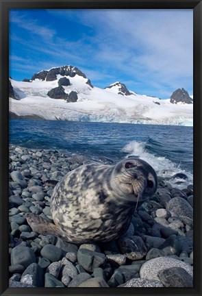 Framed Weddell seal, beach, Western Antarctic Peninsula Print