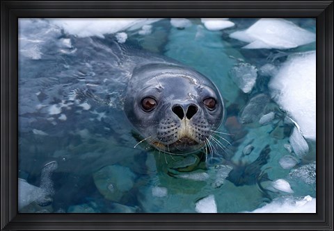 Framed Weddell seal in the water, Western Antarctic Peninsula Print