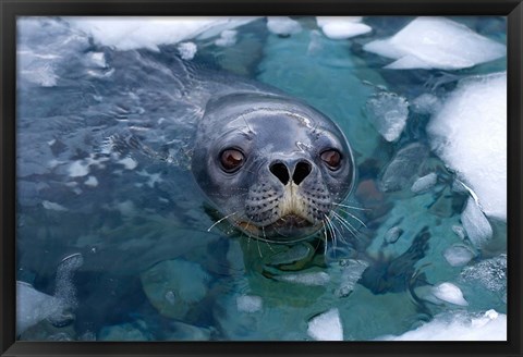 Framed Weddell seal in the water, Western Antarctic Peninsula Print