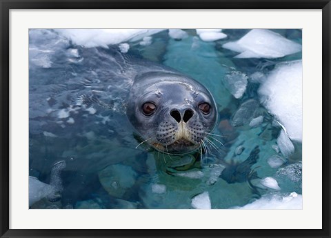 Framed Weddell seal in the water, Western Antarctic Peninsula Print