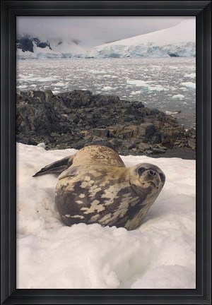 Framed Weddell seal resting, western Antarctic Peninsula Print