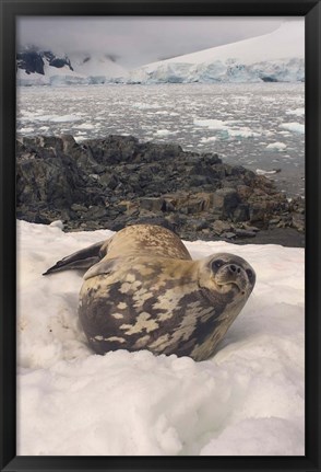 Framed Weddell seal resting, western Antarctic Peninsula Print