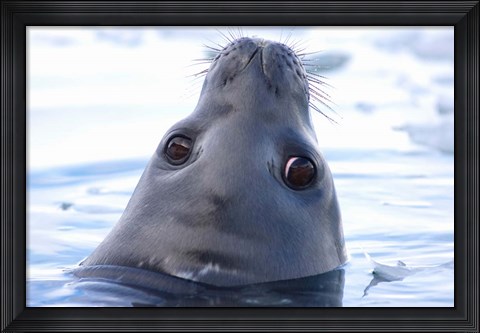 Framed Weddell Seal Head, Western Antarctic Peninsula Print