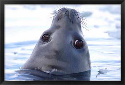 Framed Weddell Seal Head, Western Antarctic Peninsula Print