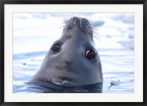 Framed Weddell Seal Head, Western Antarctic Peninsula Print