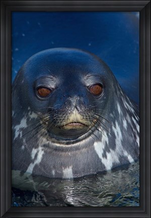 Framed Close up of Weddell seal, Western Antarctic Peninsula Print